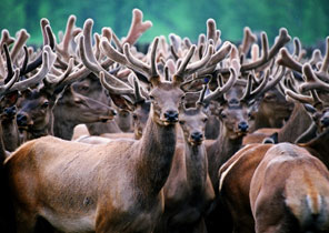 Deer product import trade
